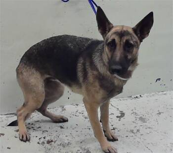 German Shepherd Dog and Mixed Breed Dogs Available for Adoption in Houston, Texas - ROXY | PetCurious