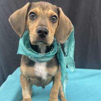 Eclipse -  Mixed Breed Dog for Adoption in Canal Winchester, Ohio - Eclipse | PetCurious