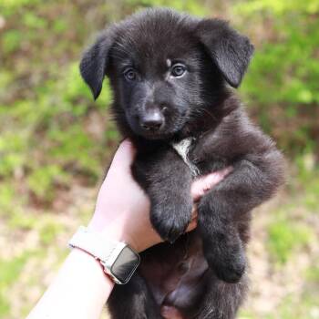 Shepherd and Mixed Breed Dogs Available for Adoption in Eastford, Connecticut - CT Arches Avail May 16 (Tractor Supply- Putnam, CT) | PetCurious