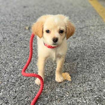 Rescue Chihuahua Dogs for Adoption in New York, New York - Tinsel | PetCurious