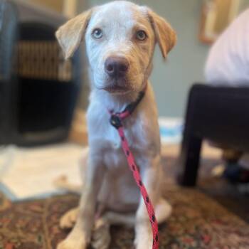 Bart -  Labrador Retriever and Great Pyrenees Dog for Adoption in New Orleans, Louisiana - Bart | PetCurious