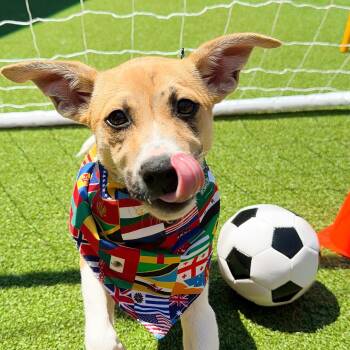 Reenie McRuffy - Local Pup -  Feist and Basenji Dog for Adoption in Andover, Massachusetts - Reenie McRuffy - Local Pup | PetCurious