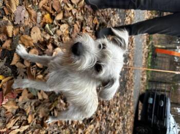 Rescue Miniature Schnauzer Dogs for Adoption in Hughesville, Maryland - Scruffy | PetCurious