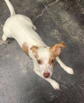 Nora -  Chihuahua Dog Available for Adoption in Midland, Texas - Nora | PetCurious