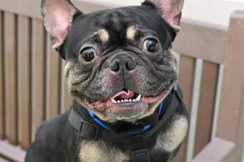 French Bulldog Dogs Available for Adoption in Fort Lauderdale, Florida - LUSCIOUS | PetCurious