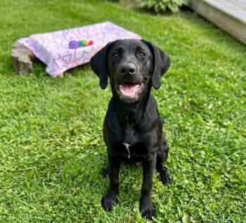 Labrador Retriever Dogs Available for Adoption in St. Augustine, Florida - Tod | PetCurious