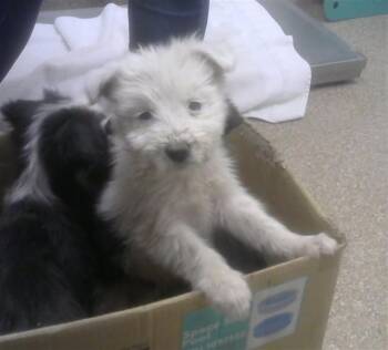 Border Collie and Husky Dogs Available for Adoption in Albuquerque, New Mexico - MAE | PetCurious