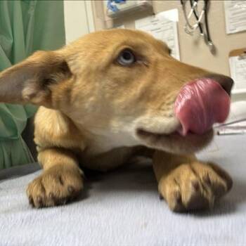 Baby Bell -  Husky and Mixed Breed Dog for Adoption in Tempe, Arizona - Baby Bell | PetCurious