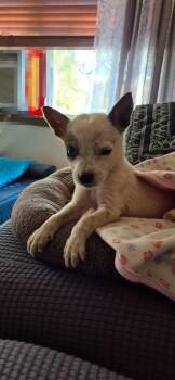 Billie -  Australian Cattle Dog Blue Heeler and Chihuahua Dog for Adoption in Durango, Colorado - Billie | PetCurious