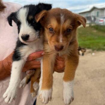 Maverick -  Mixed Breed Dog for Adoption in Buffalo, Minnesota - Maverick | PetCurious