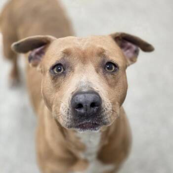 Pit Bull Terrier Dogs Available for Adoption in Chatham, Virginia - Hackberry | PetCurious