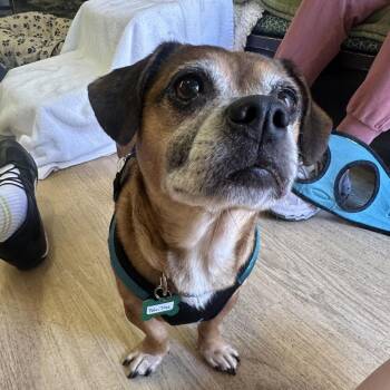 Palm Tree 14360 -  Chihuahua Dog for Adoption in San Francisco, California - Palm Tree 14360 | PetCurious