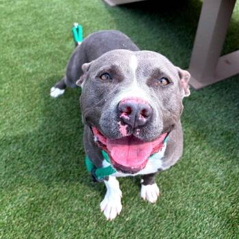 Cherry -  Mixed Breed Dog for Adoption in Philadelphia, Pennsylvania - Cherry | PetCurious