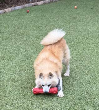 Pomeranian and Husky Dogs Available for Adoption in Sandy Springs, Georgia - Balto | PetCurious