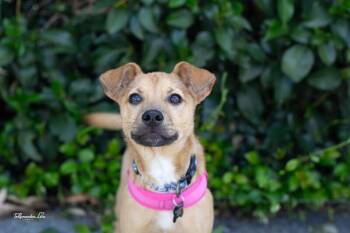 Chihuahua and Miniature Pinscher Dogs Available for Adoption in Los Angeles, California - Hank | PetCurious