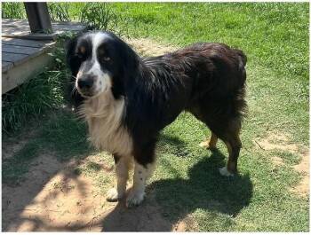 Kolt -  Australian Shepherd Dog Available for Adoption in Granbury, Texas - Kolt | PetCurious