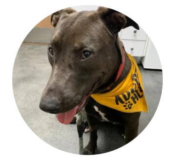 Rescue Pit Bull Terrier and Labrador Retriever Dogs for Adoption in Lakeside, California - Bindy | PetCurious