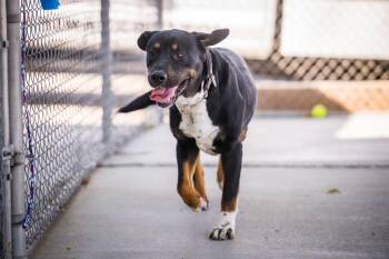 Labrador Retriever and Rottweiler Dogs Available for Adoption - Alley | PetCurious