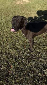 26-627 Simba -  Pit Bull Terrier and Mixed Breed Dog for Adoption in Barnesville, Georgia - 26-627 Simba | PetCurious