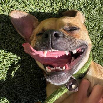 Pug Dogs Available for Adoption in Belleville, Illinois - Pugsley | PetCurious