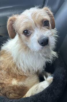 Chihuahua and Terrier Dogs Available for Adoption - Winnie | PetCurious