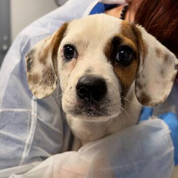 Alice -  Mixed Breed Dog for Adoption in Greenville, South Carolina - Alice | PetCurious