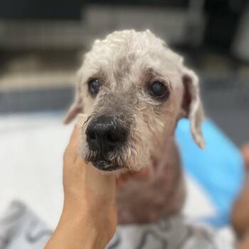 Ozzy Osbourne -  Poodle Dog for Adoption in Escondido, California - Ozzy Osbourne | PetCurious