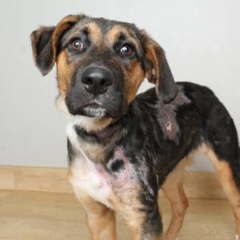 German Shepherd Dog and Shepherd Dogs Available for Adoption in Minnetonka, Minnesota - Matilda D69202 | PetCurious
