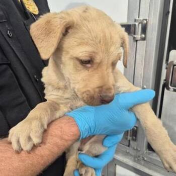 Whiskey -  Labrador Retriever and Mixed Breed Dog for Adoption in San Antonio, Texas - Whiskey | PetCurious