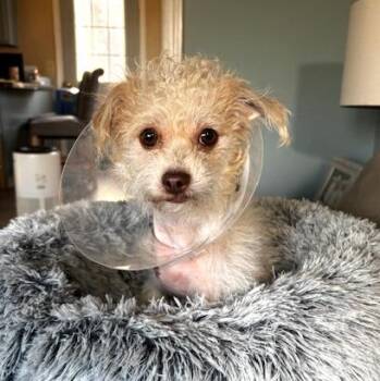 Shih Tzu Dogs Available for Adoption in Worcester, Massachusetts - Hope | PetCurious