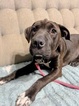 Bertie -  Pit Bull Terrier and Labrador Retriever Dog for Adoption in Wedgefield, South Carolina - Bertie | PetCurious