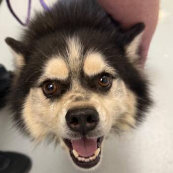 Tater -  Pomeranian and Siberian Husky Dog for Adoption in Troy, Virginia - Tater | PetCurious