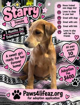 Starry -  Doberman Pinscher Dog for Adoption in San Tan Valley, Arizona - Starry | PetCurious