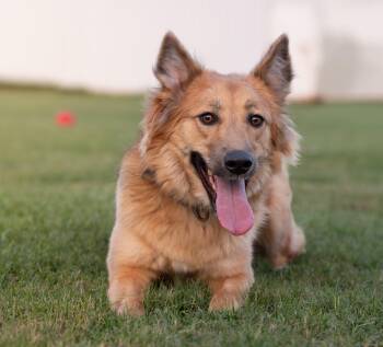Roxie -  Golden Retriever and Saluki Dog for Adoption in New York, New York - Roxie | PetCurious