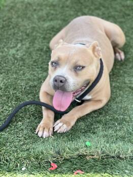 Rescue Staffordshire Bull Terrier Dogs for Adoption in Santa Monica, California - Kyra | PetCurious