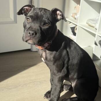 Pit Bull Terrier Dogs Available for Adoption - Cortado | PetCurious
