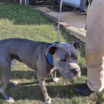 Pit Bull Terrier Dogs Available for Adoption in Denison, Texas - Smokey | PetCurious