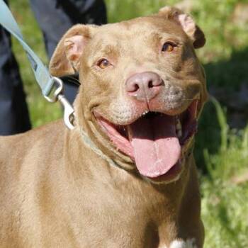 Mixed Breed Dogs Available for Adoption in Hopkinton, Massachusetts - Smiley | PetCurious