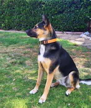 Rescue German Shepherd Dog Dogs for Adoption in Pleasant Grove, California - Chica | PetCurious