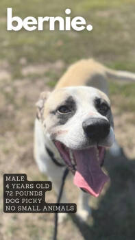 Rescue Mixed Breed Dogs for Adoption in Ashland, Kentucky - Bernie | PetCurious