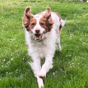 Brittany Spaniel Dogs Available for Adoption in Sugar Grove, Illinois - KATY     #20043975  Kansas | PetCurious