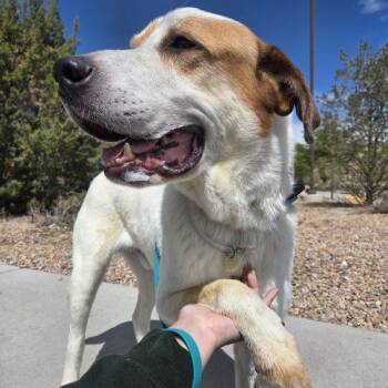 Labrador Retriever and Mixed Breed Dogs Available for Adoption in Grand Junction, Colorado - Oswald (Oz) | PetCurious