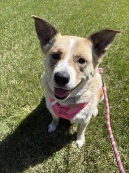 Rescue Husky and Labrador Retriever Dogs for Adoption in Edmonton, Alberta - Bouncer | PetCurious