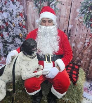 Rescue Australian Cattle Dog Blue Heeler and Greyhound Dogs for Adoption in San Antonio, Texas - Sadie | PetCurious