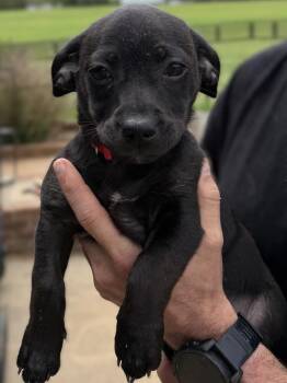 Chihuahua and Shih Tzu Dogs Available for Adoption - Sprout | PetCurious