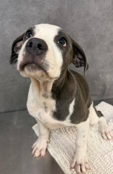 Oreo -  Pit Bull Terrier and Mixed Breed Dog for Adoption in Fort Worth, Texas - Oreo | PetCurious