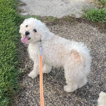 JIMI -  Cockapoo Dog for Adoption in Waterford, New Jersey - JIMI | PetCurious