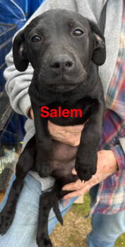 Rescue Mixed Breed Dogs for Adoption in Farmerville, Louisiana - Salem | PetCurious