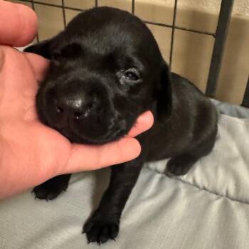 Mixed Breed Dogs Available for Adoption in Lake Panasoffkee, Florida - Mousse | PetCurious
