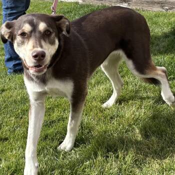 Rescue Husky and German Shepherd Dog Dogs for Adoption in Montrose, Colorado - Lylith | PetCurious
